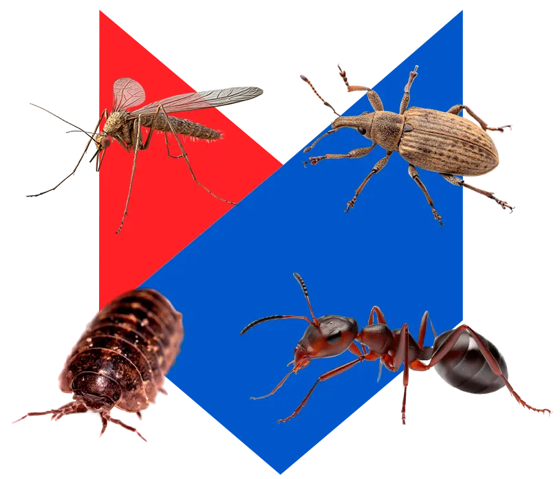 Насекомых Насекомых